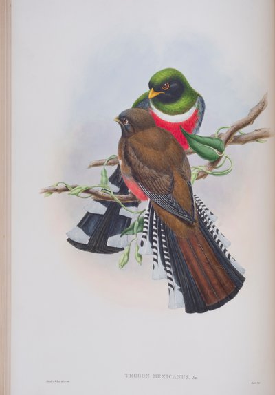 Trogon Mexicanus, levy John Gouldin teoksesta The Birds of Great Britain, julkaistu 1862-73 (käsinvärinen lito) tekijältä John Gould