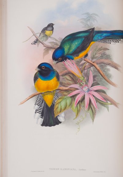 Trogon Ramoniana, John Gouldin The Birds of Great Britain -levy, julkaistu 1862-73 (käsinvärinen lito) tekijältä John Gould