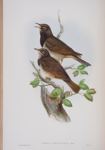 Turdis Atrogularis, John Gouldin The Birds of Great Britain -levy, julkaistu 1862-73 (käsinvärinen lito) tekijältä John Gould
