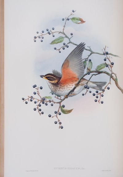Turdus Illacus, levy John Gouldin teoksesta The Birds of Great Britain, julkaistu 1862-73 (käsinvärinen lito) tekijältä John Gould