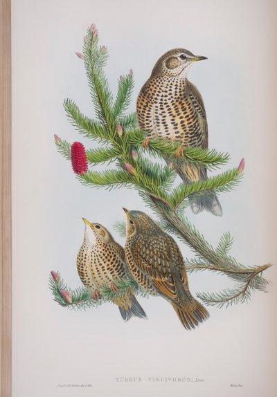 Turdus Viscivorus, lautanen John Gouldin teoksesta The Birds of Great Britain, julkaistu 1862-73 (käsinvärinen lito) tekijältä John Gould