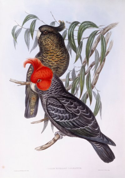 Kaksi papukaijaa kyydissä oksalla, kaiverrus tekijältä John Gould