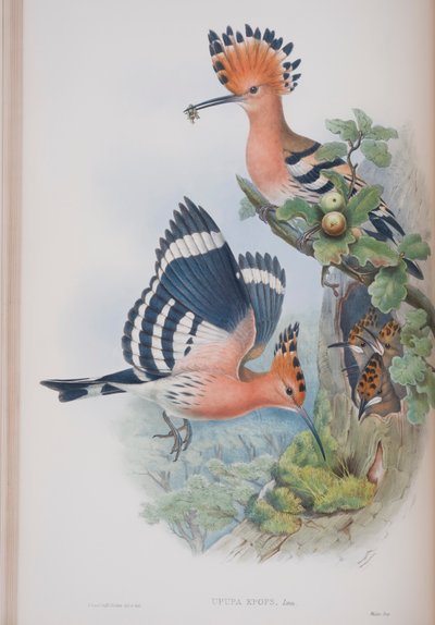 Upupa Epops, lautanen John Gouldin teoksesta The Birds of Great Britain, julkaistu 1862-73 (käsinvärinen lito) tekijältä John Gould