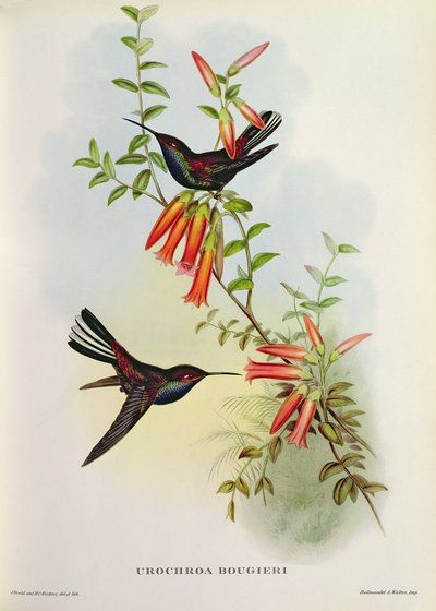 Urochroa Bougieri tekijältä John Gould