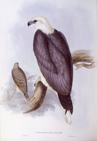 Valkovatsa-kalakotka (Haliaeetus leucogaster), kaiverrus John Gould tekijältä John Gould
