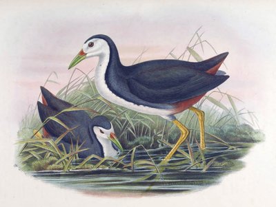 Valkovartinen Waterhen Amaurornis phoenicurus (viiri) tekijältä John Gould