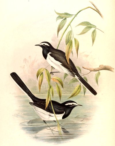 Valkosilmäinen Wagtail (Large Pied Wagtail) Motacilla maderaspatensis Gmelin tekijältä John Gould