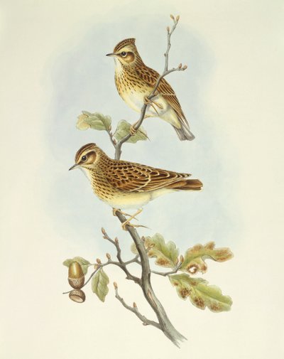 Puukiuru (Lullula arborea), kaiverrus John Gould tekijältä John Gould