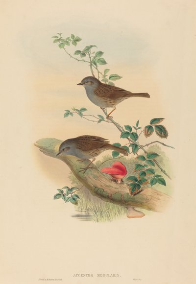 Accentor modularis (Dunnock) tekijältä John Gould and H.C. Richter
