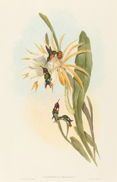 Calothorax heliodorus tekijältä John Gould and H.C. Richter