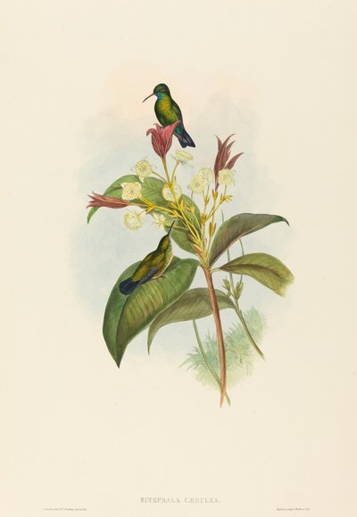 Sinileukainen safiiri tekijältä John Gould and H.C. Richter