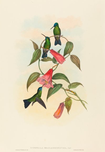 Eucephalus smaragdo caerulea (Gould