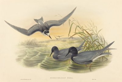 Hydrochelidon nigra tekijältä John Gould and H.C. Richter