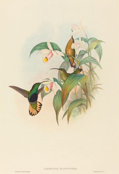 Lafresnaya flavicaudata (Buff-tailed Velvet-rinta) tekijältä John Gould and H.C. Richter