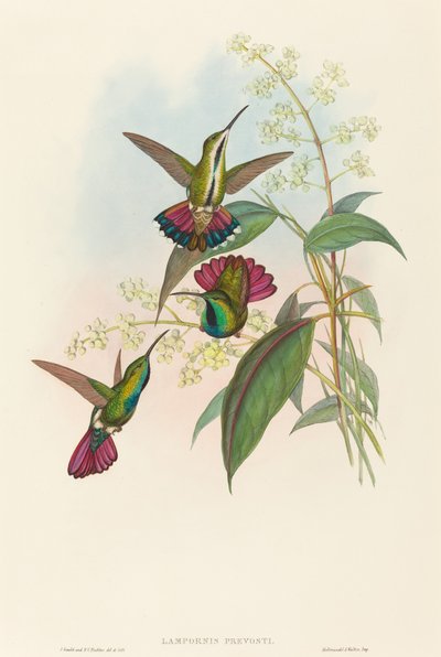 Lampornis provosti tekijältä John Gould and H.C. Richter