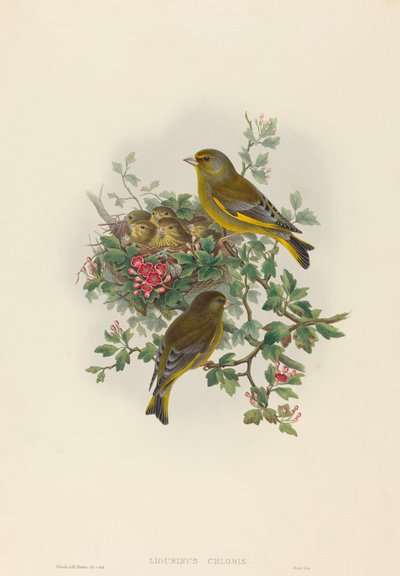 Ligurinus chloris (viherpeippo) tekijältä John Gould and H.C. Richter