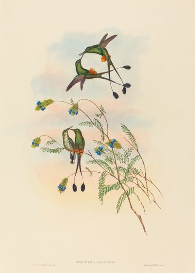 Spathura peruana (Perun mailapyrstö) tekijältä John Gould and H.C. Richter