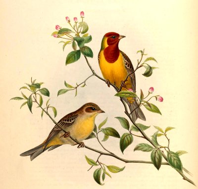 Punapää Bunting Emberiza bruniceps Brandt tekijältä John Gould and Henry C. Richter