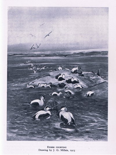 Haahkat kosiskelemassa, Nature in Britain, julkaisija Collins, 1946. tekijältä John Guille Millais