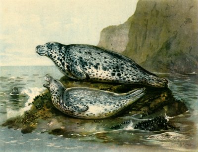 "Grey Seal", c1905, 1943. tekijältä John Guille Millais