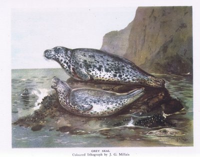 Harmaahylkeet, Nature in Britain julkaissut Collins, 1946. tekijältä John Guille Millais