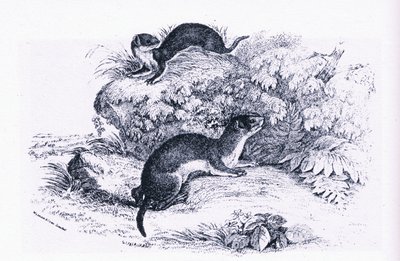 Collinsin julkaisema Studies of Badgers, Nature in Britain tekijältä John Guille Millais