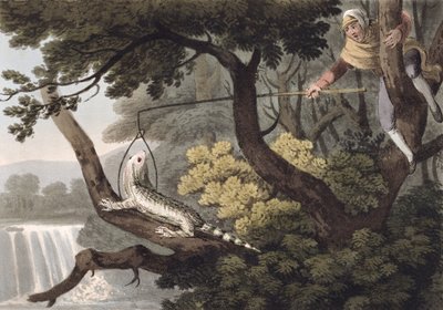Meksikon Lizard Catcher, kaiverrus Matthew Dubourg (fl.1785-1820), julkaisija Edward Orme, 1813 tekijältä John Heaviside Clark