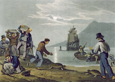 Turtle Catching on Land, kaiverrus Matthew Dubourg (fl.1785-1820), julkaisija Edward Orme, 1813 tekijältä John Heaviside Clark