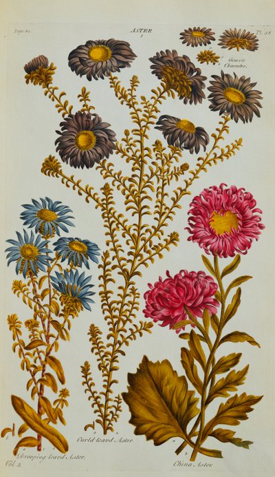 Aster, 1759-73 tekijältä John Hill