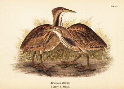 Amerikkalainen katkera, Botaurus lentiginosus, uros 1, narttu 2 tekijältä John James (after) Audubon