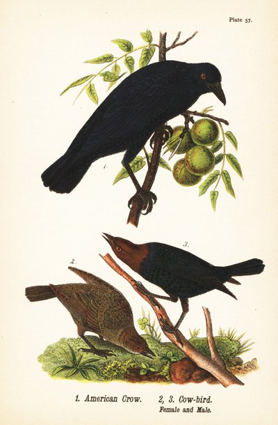 Amerikkavaris, Corvus brachyrhynchos 1 ja ruskeapäinen lehmälintu, Molothrus ater, naaras 2 ja uros 3 tekijältä John James (after) Audubon