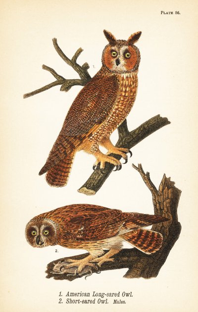 Amerikkalainen pitkäkorvapöllö, Asio otus 1, ja lyhytkorvapöllö saaliin kanssa, Asio flammeus 2, urokset tekijältä John James (after) Audubon