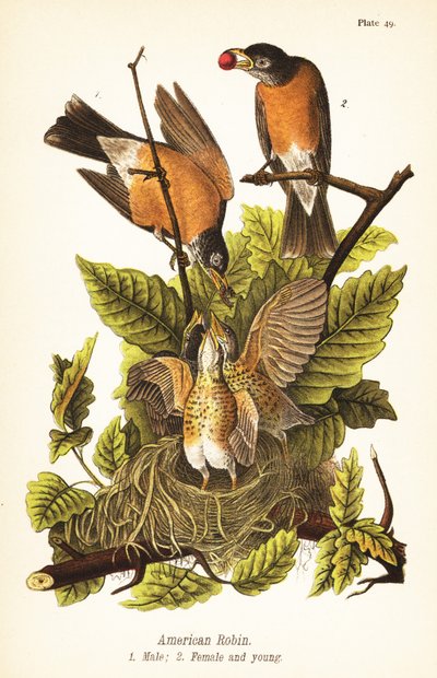 Amerikkalainen robin, Turdus migratorius, uros 1, naaras 2 ja poikaset pesässä tekijältä John James (after) Audubon