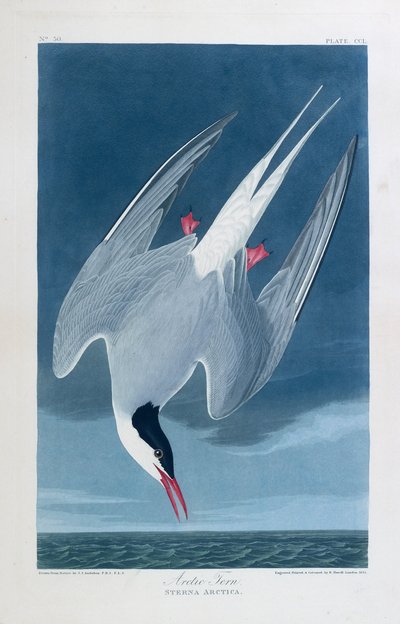 Arktinen tiira, Amerikan linnut tekijältä John James (after) Audubon