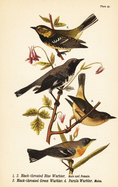 Mustakurkkukatta, Setophaga caerulescens 1,2, mustakurkkukatta, Setophaga virens 3 ja northern parula, Setophaga americana 4 tekijältä John James (after) Audubon