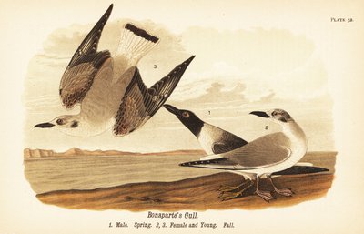 Bonaparten lokki, Chroicocephalus philadelphia, uros kevät 1, naaras 2 ja poikaset 3 syyshöyhenpuvussa tekijältä John James (after) Audubon