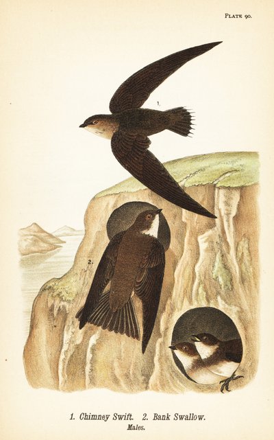 Savupiippu, Chaetura pelagica 1, rantapääsky, Riparia riparia 2, urokset tekijältä John James (after) Audubon