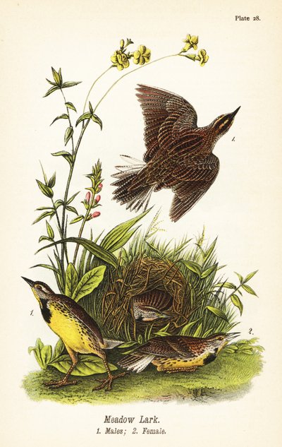 Itäinen niittykiuru, Sturnella magna tekijältä John James (after) Audubon
