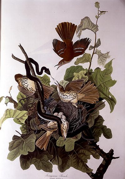 Ferruginous Thrush, teoksesta "Birds of America", kaiverrus Robert Havell (1793-1878) (värinen kaiverrus) tekijältä John James (after) Audubon