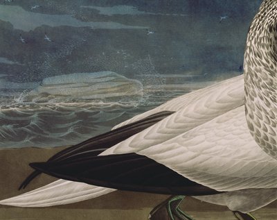 Suulat, "Birds of America", kaiverrettu Robert Havell (1793-1878), julkaistu 1836 (värillinen kaiverrus) (yksityiskohta 195118) tekijältä John James (after) Audubon
