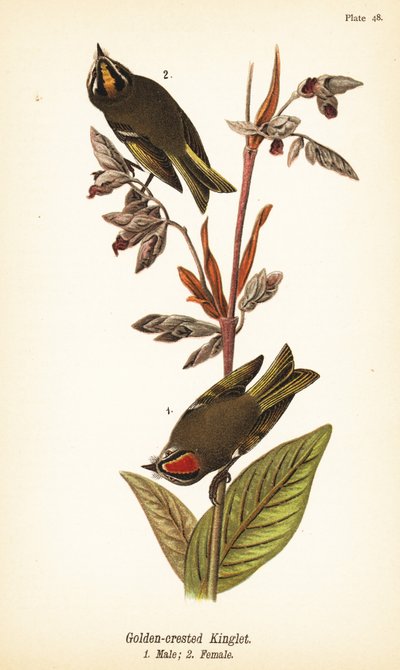 Kultakruunuinen kuningas, Regulus satrapa tekijältä John James (after) Audubon