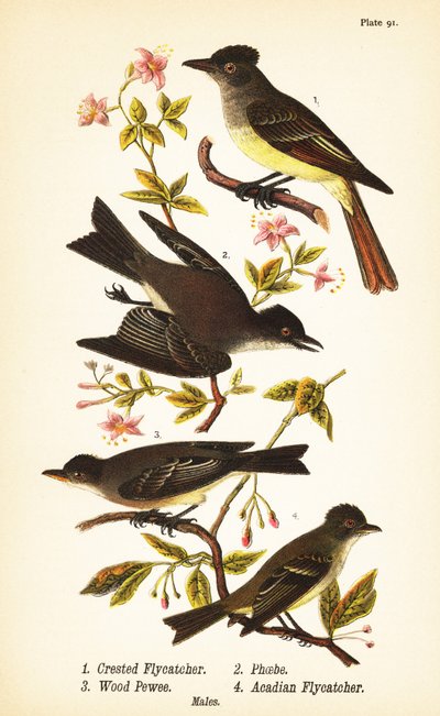 Harjakärpässieppo, Myiarchus crinitus 1, itäphoebe, Sayornis phoebe 2, itäinen metsäpewee, Contopus virens 3 ja acadian perhosieppo, Empidonax virescens 4 tekijältä John James (after) Audubon