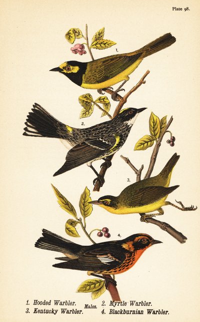 Kotukka, Setophaga citrina 1, keltakukkula, Setophaga coronata 2, Kentucky kota, Geothlypis formosa 3 ja mustaburnin kota, Setophaga fusca 4 tekijältä John James (after) Audubon