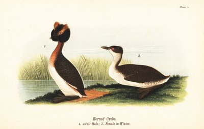 Sarvikurkku, Podiceps auritus, aikuinen uros 1 ja naaras talvihöyhenpuvussa tekijältä John James (after) Audubon