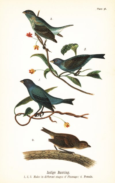Indigosirkku, Passerina cyanea, urokset höyhenen eri vaiheissa 1,2,3 ja naaras 4 tekijältä John James (after) Audubon