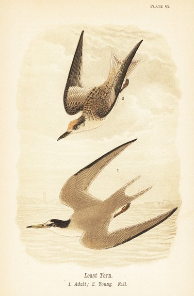 Pienitiira, Sternula antillarum, aikuinen 1, nuori, varjohöyhenpeite 2 tekijältä John James (after) Audubon