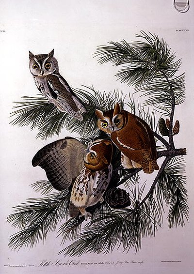 Little Screech Owl, elokuvasta "Birds of America", kaiverrus Robert Havell (1793-1878) (värinen kaiverrus) tekijältä John James (after) Audubon