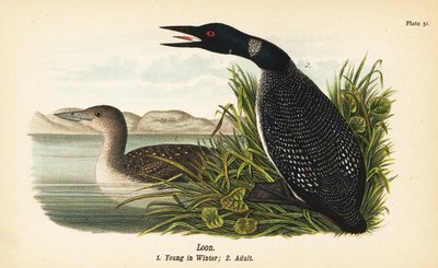 Loon, Gavia immer, nuori talvella 1, aikuinen 2 tekijältä John James (after) Audubon