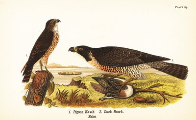 Merlin, Falco columbarius 1 ja muuttohaukka ankan kanssa, Falco peregrinus 2 tekijältä John James (after) Audubon