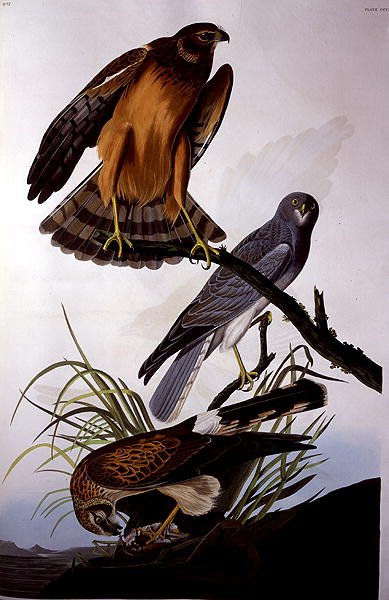 Northern Harrier (Marsh Hawk), teoksesta "Birds of America", kaiverrus Robert Havell (1793-1878) (värillinen kaiverrus) tekijältä John James (after) Audubon